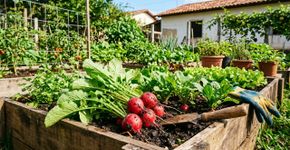 Legumes fáceis e rápidos para plantar em maio: fartura de colheita no começo do verão