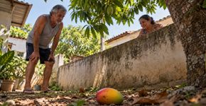 Morador passa anos reclamando que as frutas da árvore do vizinho caem dentro de seu quintal, começa a recolhê las e descobre que a própria lei diz a quem pertencem depois da queda