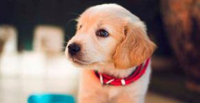 Donos de cachorros têm menos doenças cardiovasculares