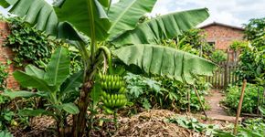 O que sua bananeira precisa em abril para prosperar e produzir cachos abundantes e saborosos