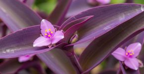 Planta que nunca morre: de cor exótica, com flores minúsculas e elegantes, ideal para canteiros