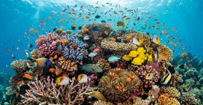 Coral é uma planta ou um animal? Revelando os segredos do mar