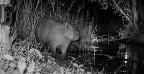 Capivara foge de zoológico menos de 24 horas depois de chegar, fica sete meses desaparecida na Inglaterra e volta a aparecer em câmera instalada na mata