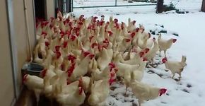 Galinhas resgatadas de fazenda veem neve pela primeira vez
