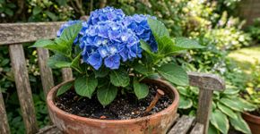 Enterrar um prego enferrujado no vaso da hortênsia: para que serve e como fazer