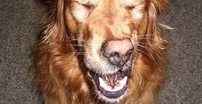11 fotos de cachorros espirrando para alegrar o seu dia
