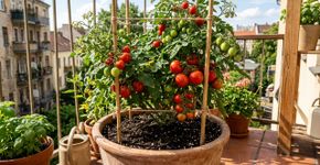 Terra, adubo e paciência: o segredo para o cultivo bem-sucedido de tomates em vaso