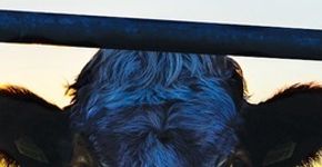 Conheça cinco documentários que vão fazer você querer virar vegano