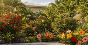 Flores o ano todo sem trabalho: plantas que florescem fácil e se adaptam a qualquer quintal