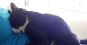 Gata protege bebê de sua dona até durante a gestação; veja fotos