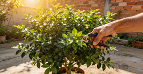 Qual o melhor lugar da casa para plantar um loureiro e porquê?
