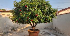 Sombra e sabor: A árvore frutífera pequena que dá fruta até em vaso e não estraga o piso