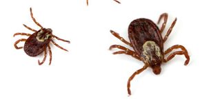 Cientista brasileira descobre que saliva de carrapato ajuda a conter câncer