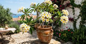 Uma planta belíssima que perfuma o jardim e pode ser facilmente cultivada em vaso