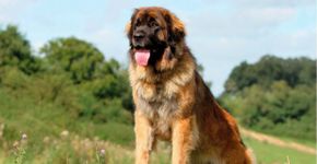 Leonberger: conheça as características do cachorro dessa raça 