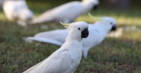 Cacatua: 7 curiosidades interessantes sobre essa ave 