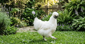 Esse animal caça carrapatos o dia todo, deixe-o entrar no seu jardim