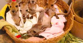 Orfanato para cangurus na Austrália te dá a chance de se hospedar gratuitamente para cuidar dos animais