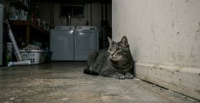 Gato começa a dormir todas as noites diante de uma parede onde nunca ficava e faz família descobrir problema que ainda não era visível