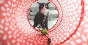 Como evitar estresse dos gatos diante do isolamento social