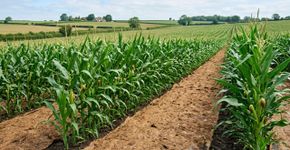 Transformam esterco de vaca em um substituto do plástico agrícola e conseguem cultivar usando 30% menos fertilizante