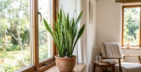 Nem orquídeas nem suculentas: a planta que os especialistas recomendam para purificar o ar dentro de casa