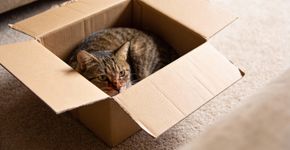 Por que os gatos amam caixas de papelão