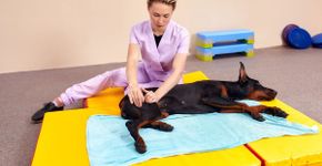 Fisioterapia para animais: conheça as opções e os benefícios