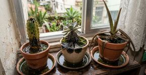 Para o cacto, a suculenta e o aloe vera durarem anos: o macete não é regar pouco, mas nunca deixar o vaso sem drenagem