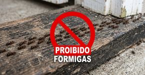 As formigas não vão atravessar a entrada da cozinha, experimente este truque