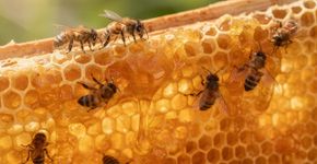 O alimento imortal que os arqueólogos acharam nas tumbas e ainda dá pra comer