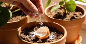 Por que as cascas de ovo não devem ir para o lixo: um segredo para o jardim e para a limpeza dos canos da cozinha