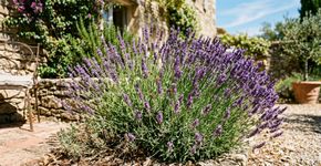 A planta italiana mais resistente para cultivar no pátio: como cuidar e estimular novas florações
