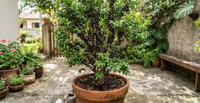 Tenha frutas no quintal sem dor de cabeça: árvores frutíferas de pequeno porte ideais para casas com pouco espaço