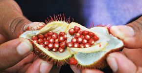 Descoberto o ancestral selvagem do urucum