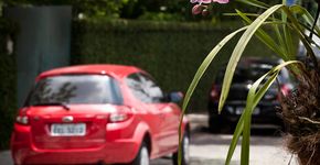 Moradores amarram orquídeas em árvores de ruas de SP