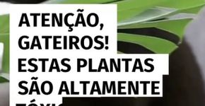 Essas plantas representam um sério risco à saúde dos gatos
