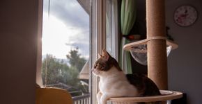 10 principais tipos de personalidade de gato 