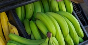 Comer uma banana verde por dia ajuda evitar câncer, diz pesquisa