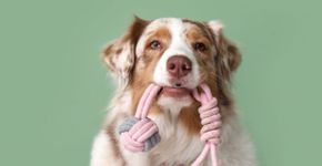 10 nomes para cachorros com muita energia 