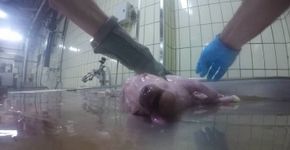 Funcionário flagra vacas grávidas sendo abatidas em matadouro