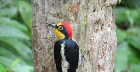 Fauna brasileira em quadros