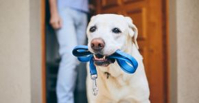 Foto: (iStock/Chalabala)