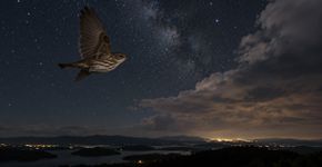 Aves que migram à noite combinam estrelas, luz e campo magnético para não perder o rumo, mesmo quando o céu muda ao longo da viagem