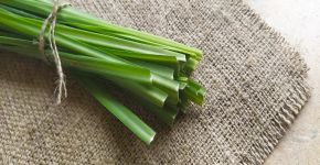 Para que serve o capim-santo: 5 benefícios da planta para a saúde