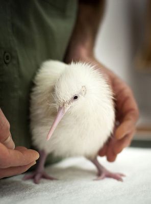 A característica ausência completa ou parcial o pigmento na pele, unhas, cabelos e olhos resultam muitas vezes em belezas exóticas (Imagem: Reprodução/Buzz Feed)