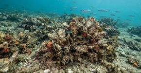 Uma pequena ostra nativa da Europa consegue filtrar cerca de 200 litros de água do mar por dia e liberar até 2 milhões de larvas de uma vez, mas seus recifes entraram em colapso e a população no Reino Unido caiu cerca de 95%