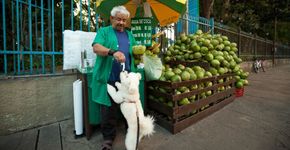 Barraca de rua recebe cães com água de coco