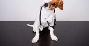 8 dicas para prevenir que o seu animal fique doente 