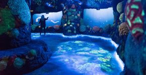 Foto: (Divulgação/National Geographic Encounter)